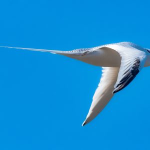 Clear Blue Sky