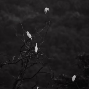 Elegance in Stillness