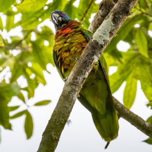Vibrant Amazona Versicolor