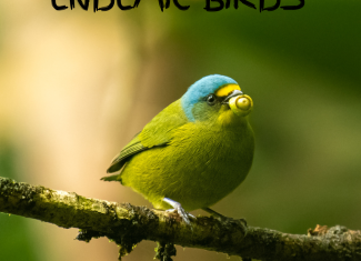 St Lucia Endemic Birds